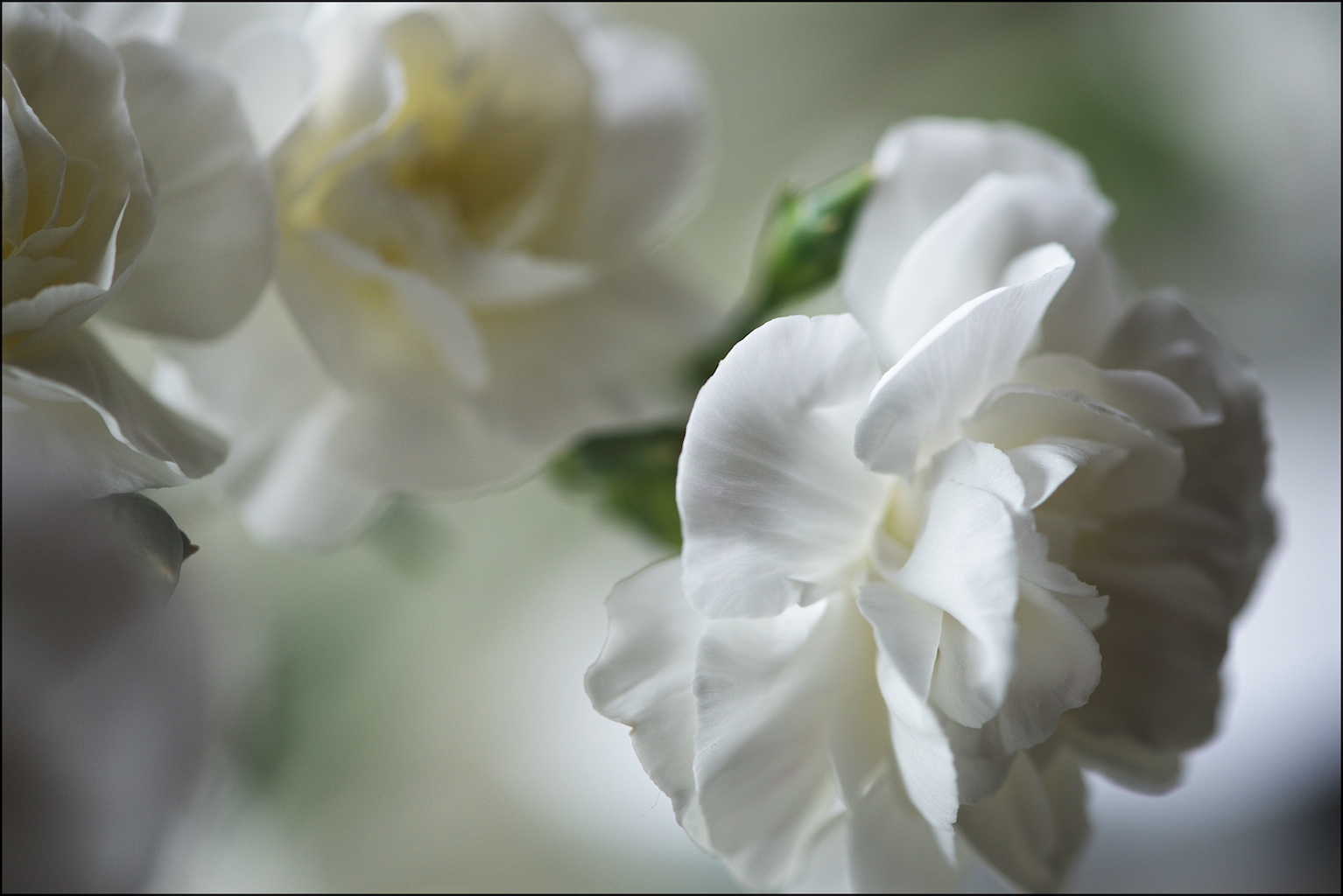 CarnationsBretDoss201301