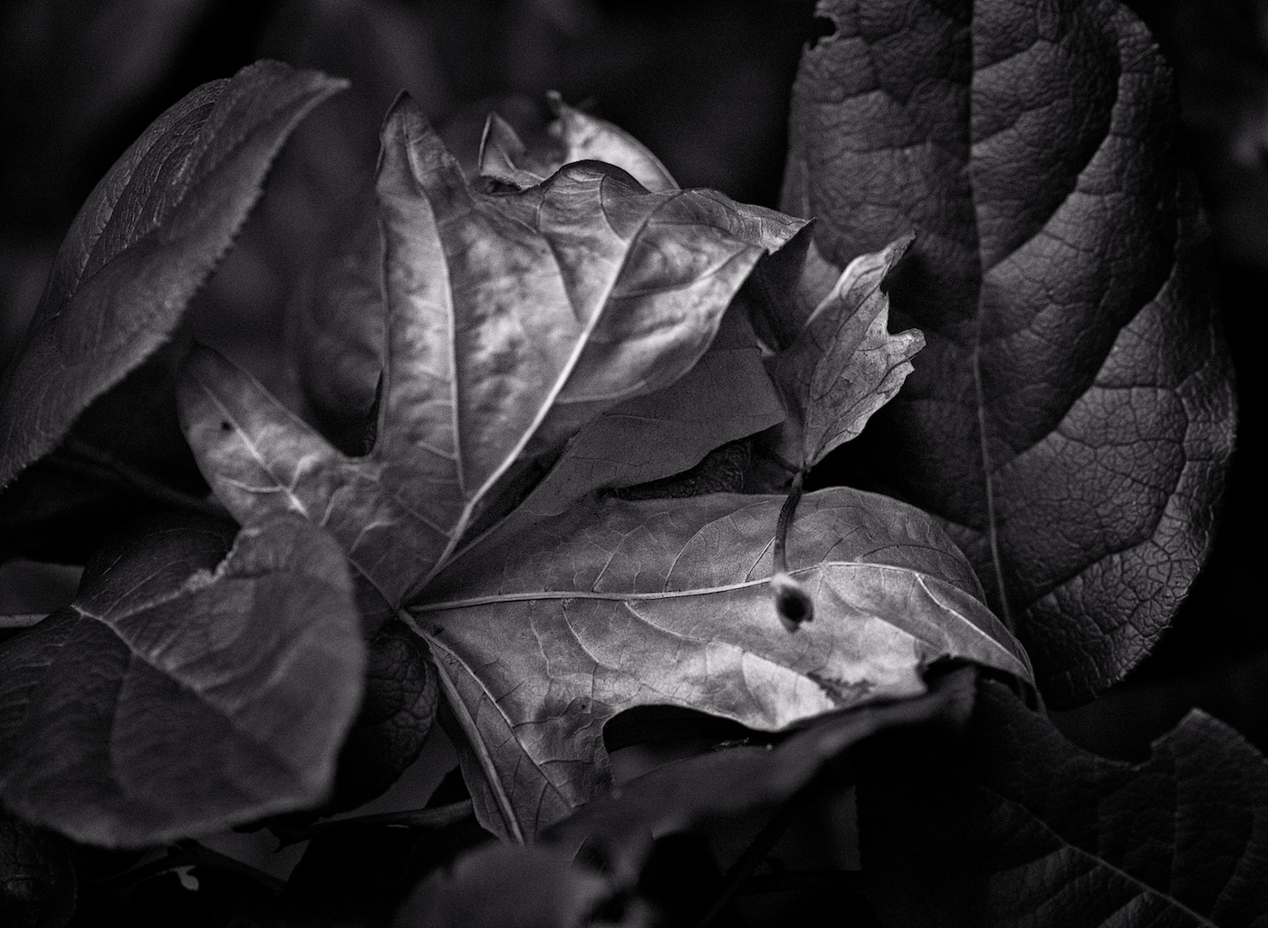 FALLENBretDoss201302