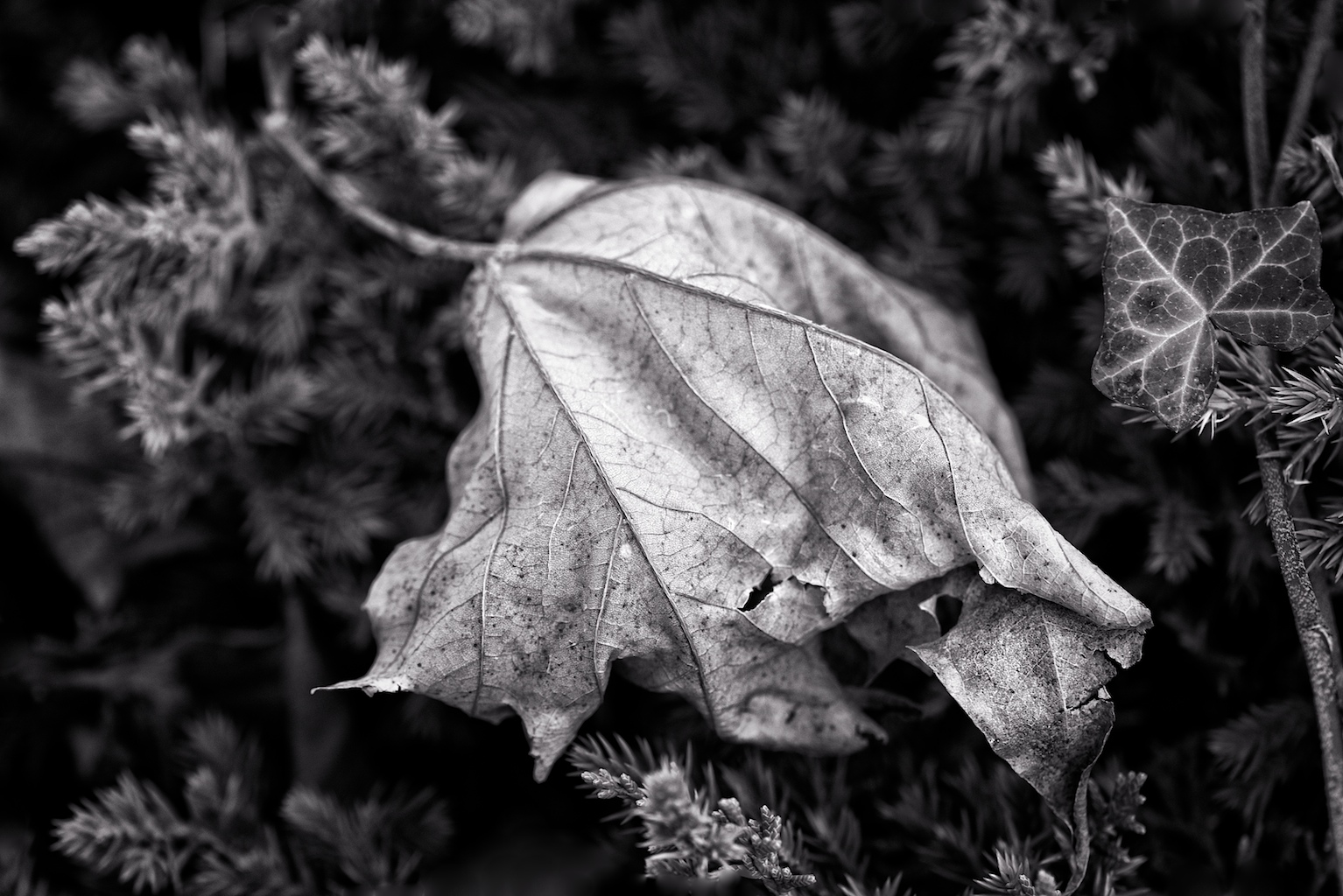 FALLENBretDoss201325