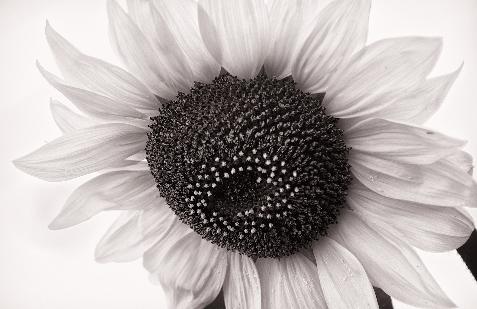 SunflowerBretDoss201301