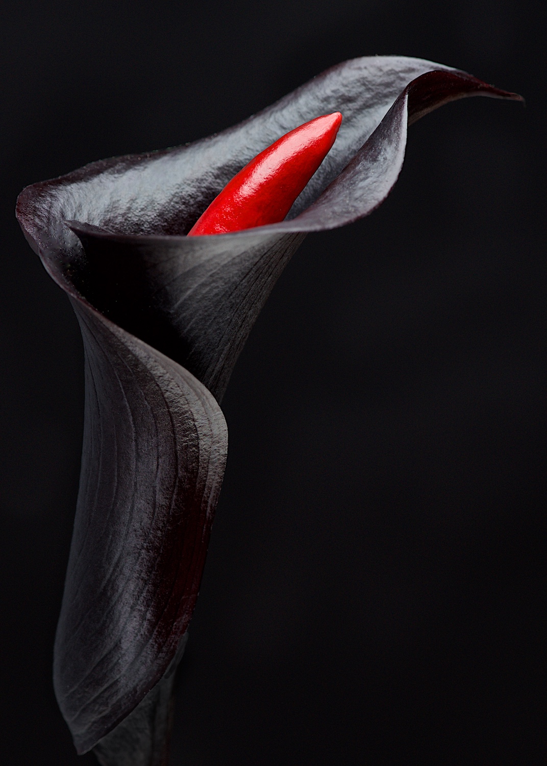 Black Calla Lily with red chili pepper concept on dark background by Bret Doss Commercial Food & Product Photography  Seattle